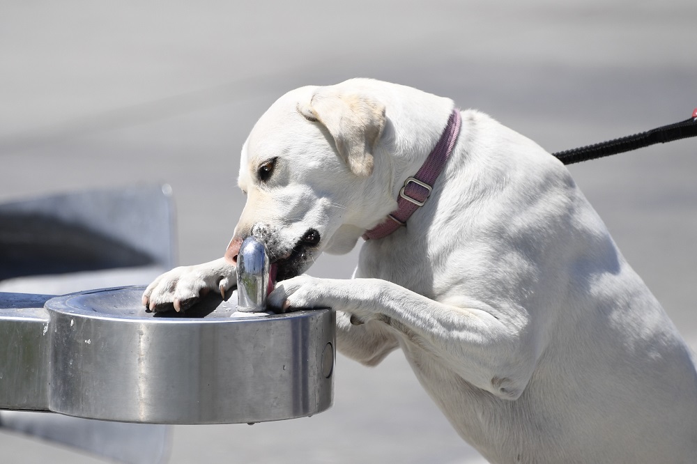 Sun Photo A00036 Thirsty dog in Newport Beach, CA